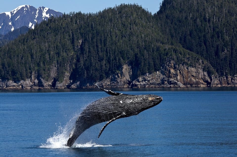 La baleine à bosse, une espèce qui bombe le dos