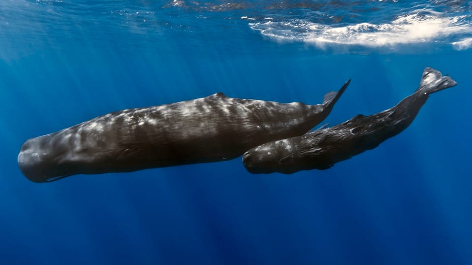 Les différentes espèces de baleines