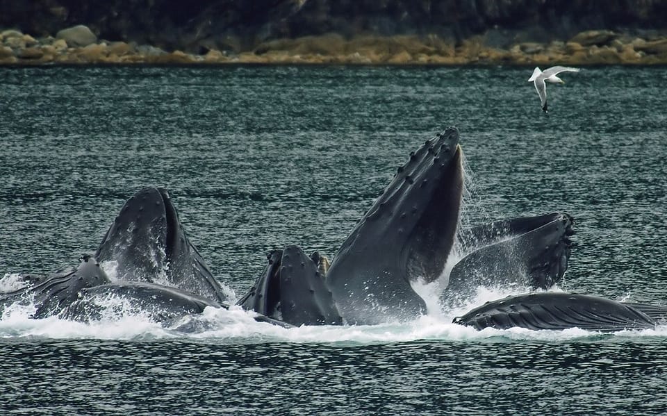 Baleine sous gravillon, une drôle d'expression