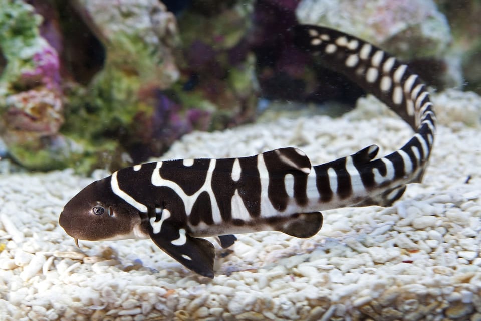Requin zèbre - Le plus beau des requins ?