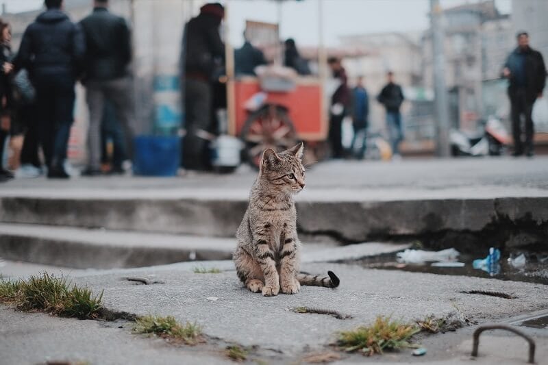 Le chaton et le SDF – Fragment