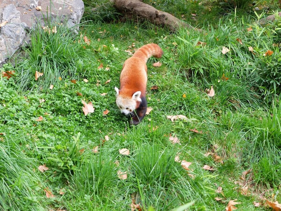 Les pandas roux du Parc de la Tête d'or de Lyon