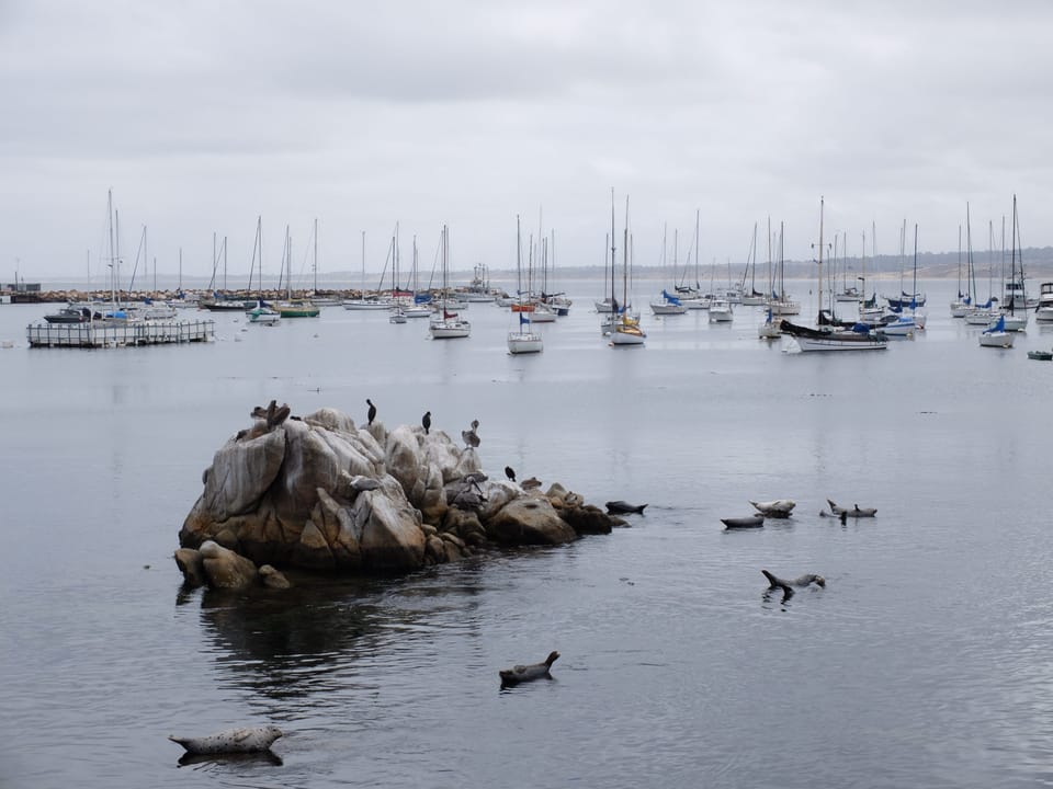 Voyage Californie & Oregon 2017 – Jour 4 : L'aquarium de Monterey.